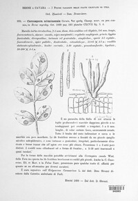 Cercospora ariminensis image